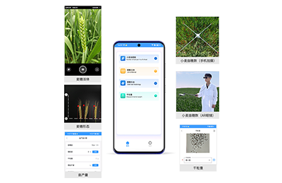 屯门区小麦亩穗数分析仪IN-XM02