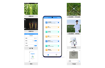 屯门区小麦表型测量仪IN-XM05